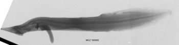 Media type: image; Ichthyology 165900